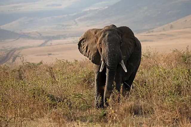 Meilleurs safaris photographiques : Guide d'achat